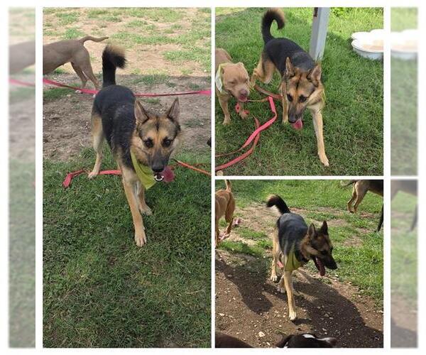 Medium Photo #1 German Shepherd Dog-Unknown Mix Puppy For Sale in San Antonio, TX, USA