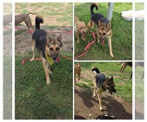 German Shepherd Dog-Unknown Mix Dogs for adoption in San Antonio, TX, USA