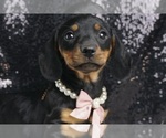 Small Photo #1 Dachshund Puppy For Sale in WARSAW, IN, USA