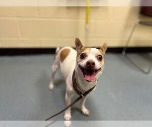 Rat Terrier Dogs for adoption in Denver, CO, USA