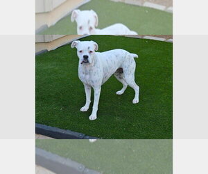 Boxer Dogs for adoption in Austin, TX, USA