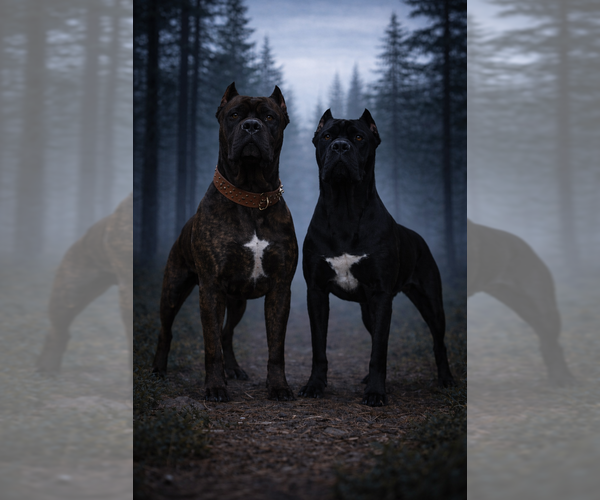 Medium Photo #1 Cane Corso Puppy For Sale in PONSFORD, MN, USA