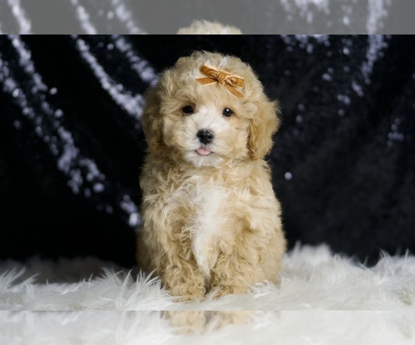 Medium Photo #2 Maltipoo Puppy For Sale in WARSAW, IN, USA
