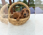 Small #3 Dachshund