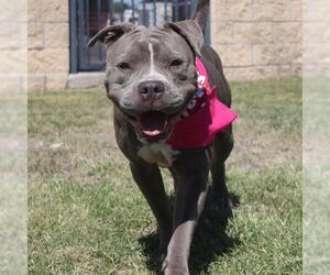 American Staffordshire Terrier Dogs for adoption in San Antonio, TX, USA