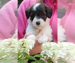 Small #2 Cadoodle