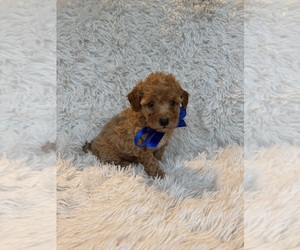 Poodle (Toy) Puppy for sale in JEFFERSONVILLE, IN, USA