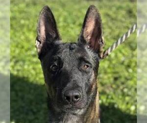 Mutt Dogs for adoption in Fort Lauderdale, FL, USA