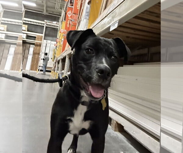 Medium Photo #7 Labrador Retriever Puppy For Sale in Sandy, UT, USA