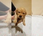Small Photo #13 Labrador Retriever Puppy For Sale in NEW STANTON, PA, USA