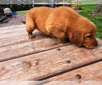 Small #4 Golden Retriever