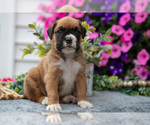 Small #1 Boxer