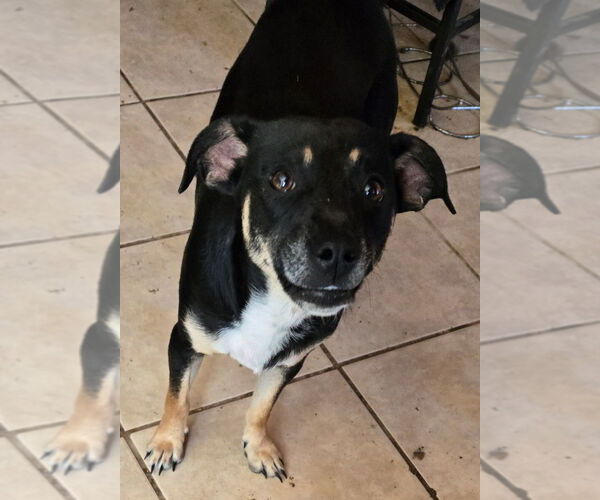 Medium Photo #3 Labrador Retriever-Unknown Mix Puppy For Sale in San Antonio, TX, USA