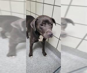 American Pit Bull Terrier Dogs for adoption in Pasadena, TX, USA