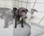 Small American Pit Bull Terrier
