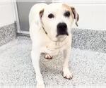 Small #1 Mutt