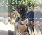 Small Photo #9 German Shepherd Dog-Siberian Husky Mix Puppy For Sale in FRESNO, CA, USA