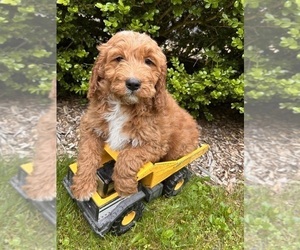 Goldendoodle (Miniature) Puppy for sale in MIDDLEBURY, IN, USA
