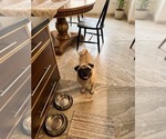 Small Pug
