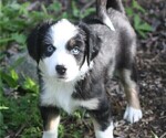 Puppy 2 Miniature Australian Shepherd