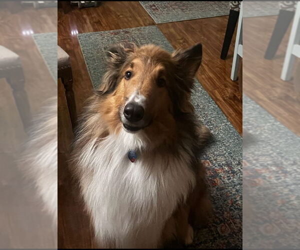Medium Photo #2 Collie Puppy For Sale in Chantilly, VA, USA