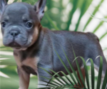 Small Photo #1 French Bulldog Puppy For Sale in GAINESVILLE, FL, USA