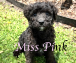 Puppy Miss Pink Aussiedoodle