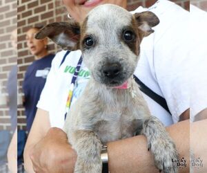 Red Heeler-Unknown Mix Dogs for adoption in Washington, DC, USA