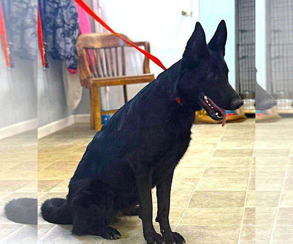 Medium Photo #2 German Shepherd Dog Puppy For Sale in Holly Hill, SC, USA