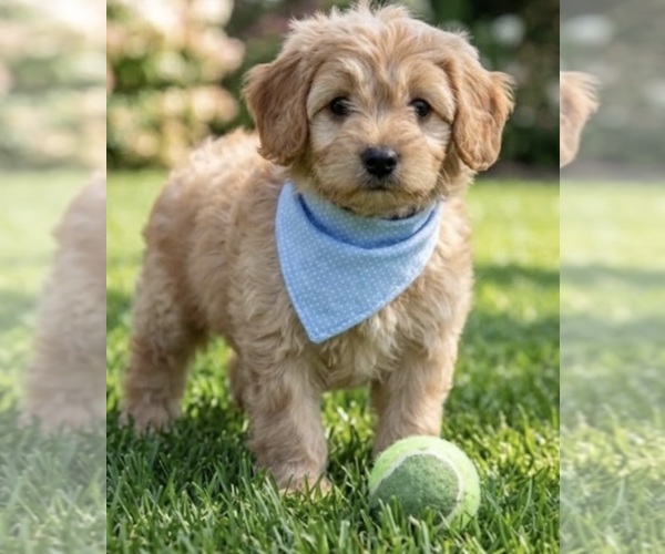Medium Photo #4 Goldendoodle mix (+ Poodle Miniature) Puppy For Sale in RICHMOND, IL, USA