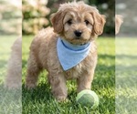 Small #3 Goldendoodle mix (+ Poodle Miniature)