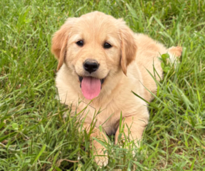 Golden Retriever Puppy for sale in CUB RUN, KY, USA