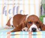 Small Photo #2 Basset Hound Puppy For Sale in MOUNT VERNON, OH, USA
