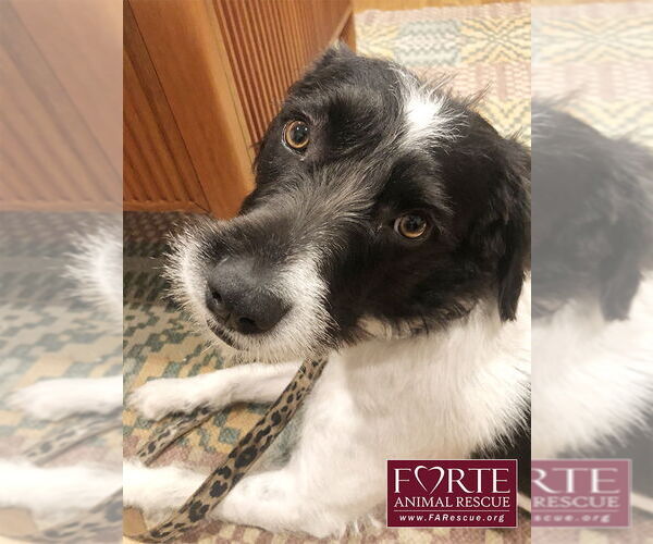 Medium Photo #4 Border Airedale Puppy For Sale in Marina del Rey, CA, USA