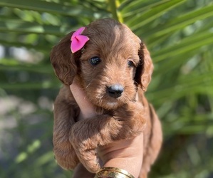 Goldendoodle (Miniature) Puppy for sale in MENIFEE, CA, USA