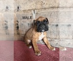 Small #1 Boxer