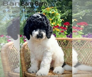 Miniature Labradoodle Puppy for sale in MILLVILLE, MN, USA