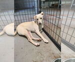 Small #7 Labrador Retriever Mix