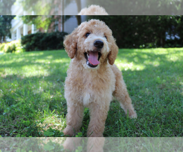 Medium Photo #1 Goldendoodle Puppy For Sale in KERNERSVILLE, NC, USA