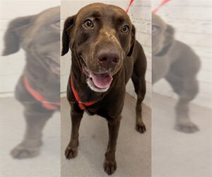 Labrador Retriever Dogs for adoption in San Bernardino, CA, USA