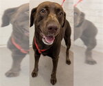 Small Labrador Retriever