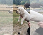 Small #17 Labrador Retriever