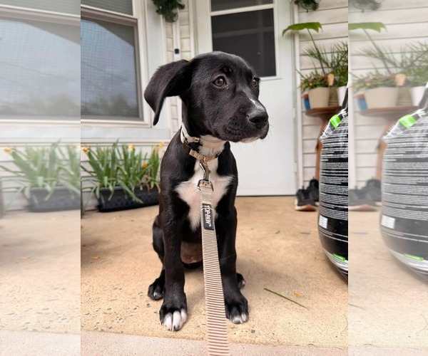 Medium Photo #5 Labrador Retriever-Plott Hound Mix Puppy For Sale in pomfret, CT, USA