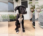 Small #4 Labrador Retriever-Plott Hound Mix