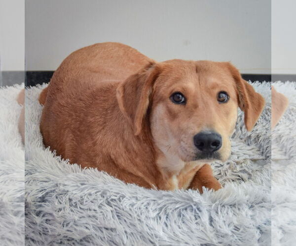 Medium Photo #2 Basset Hound-Unknown Mix Puppy For Sale in Huntley, IL, USA