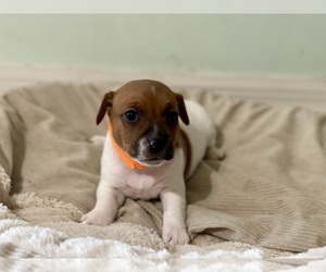 Jack Russell Terrier Puppy for sale in FORT PIERCE, FL, USA