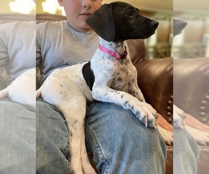 German Shorthaired Pointer Puppy for Sale in OZARK, Alabama USA