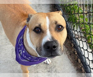 Mutt Dogs for adoption in Tulsa, OK, USA