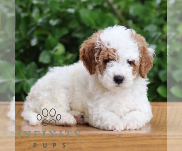 Medium Photo #5 Goldendoodle (Miniature) Puppy For Sale in EPHRATA, PA, USA