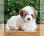 Small #4 Goldendoodle (Miniature)